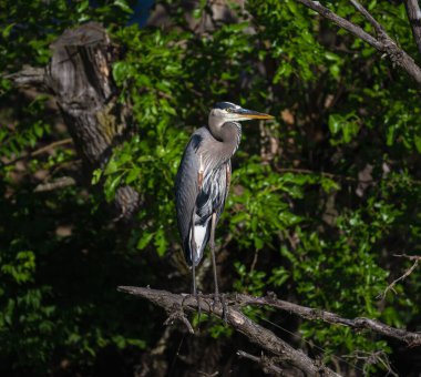 Ağaçta duran güzel mavi balıkçıl balığının dikey görüntüsü.