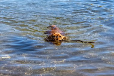 A dog cavalier king charles, a ruby puppy swimming with a piece of wood