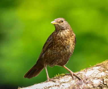 Bir kütüğe tünemiş kahverengi bir kuş.