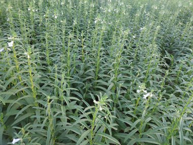 Genç susam bitkileri tarım arazilerinde yetişiyor.