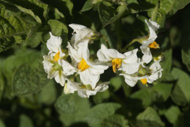 Patates çiçeklerinin seçici odak noktası.