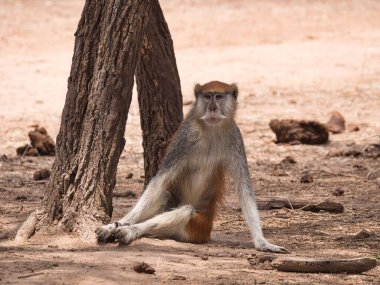 Ağacın yanında yerde oturan bir telsiz maymunu.
