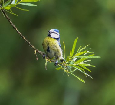 A blue tit perching on a twig