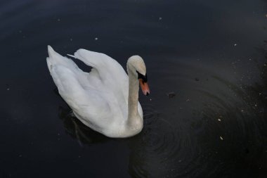 Gölde yüzen beyaz bir kuğunun yüksek açılı görüntüsü.