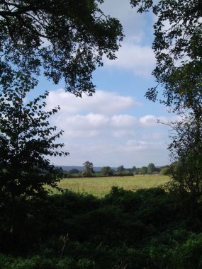 Ağaçlı yeşil bir arazinin dikey manzarası