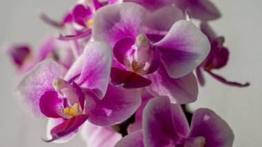Pembe doritaenopsis orkidesinin yakın çekimi.
