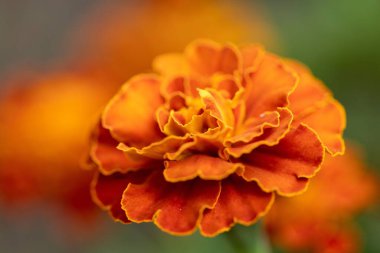 Marigold çiçeğinin makro fotoğrafı (Tagetes patula L.). Kapat.