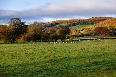 Güney Harting, İngiltere 'den sonbahar manzarası
