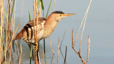 Gölün yakınındaki sazlıklara tünemiş küçük balıkçıl kuşunun yakın çekimi.
