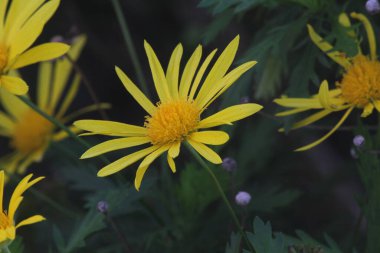 Yeşil çimlerde yetişen Avusturyalı Leopar 'ın Bane' ine yakın plan