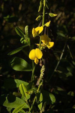 Crotalaria Juncea bitkisinin dikey yakın görüntüsü yeşil yapraklı çiçekleri