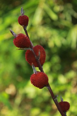 Güneşli bir günde çekilen dikey Canna coccinea görüntüsü.