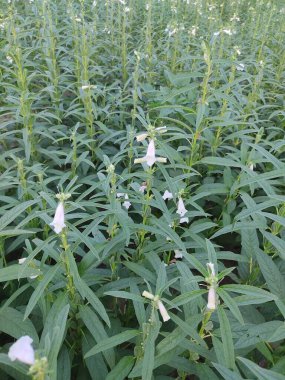 Çiftlik arazilerinde büyüyen susam bitkilerinin dikey görüntüsü.