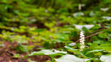 Botanik alanındaki Maianthemum bifolium çiçeğinin yanındaki yeşil yapraktaki sümüklü böcek.
