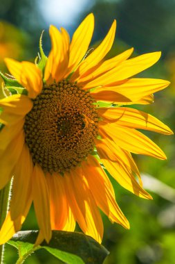 Bir ayçiçeğinin dikey yakın çekimi (Helianthus)