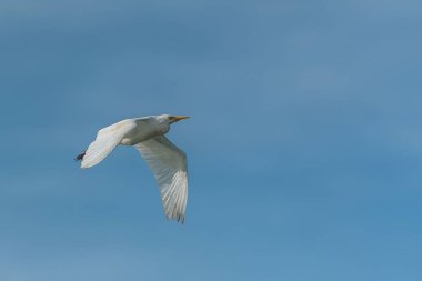 Büyük ak balıkçıl, Ardea alba, güzel beyaz kuş uçan, portre