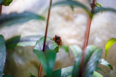 17 yıllık periyodik Brood-X ağustos böceği.