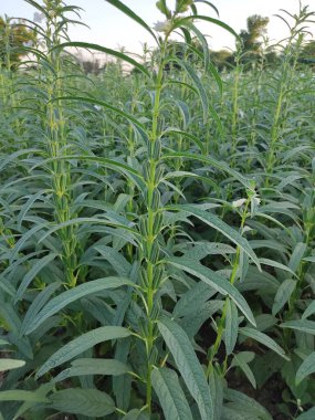 Çiftlik arazilerinde büyüyen susam bitkilerinin dikey görüntüsü.