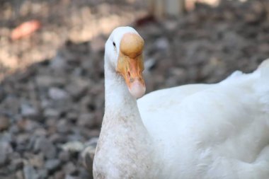 Beyaz bir kazın yakın çekimi.