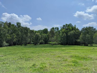 Güneşli bir günde, ormanın arka planında yeşil bir tarla.