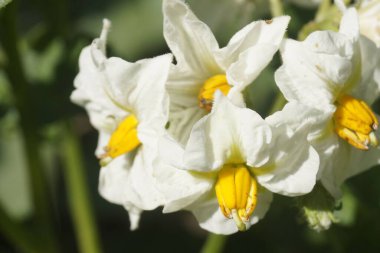 Patates çiçeklerinin seçici odak noktası.