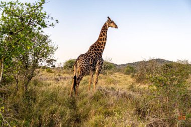 Yeşil çimlerde otlayan bir zürafanın manzarası