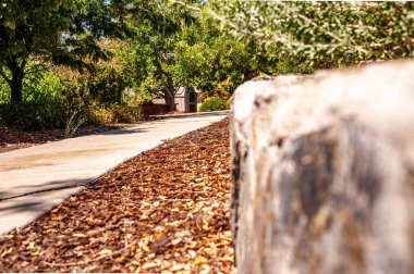 Kurumuş yapraklar arasındaki yeşil ağaçların altındaki patikanın seçici odak noktası