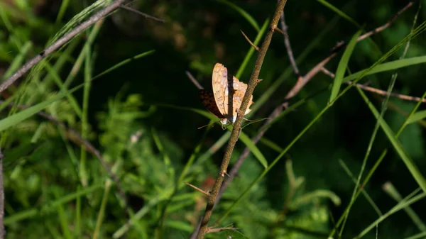 Tiro Macro Focado Uma Borboleta — Fotografia de Stock