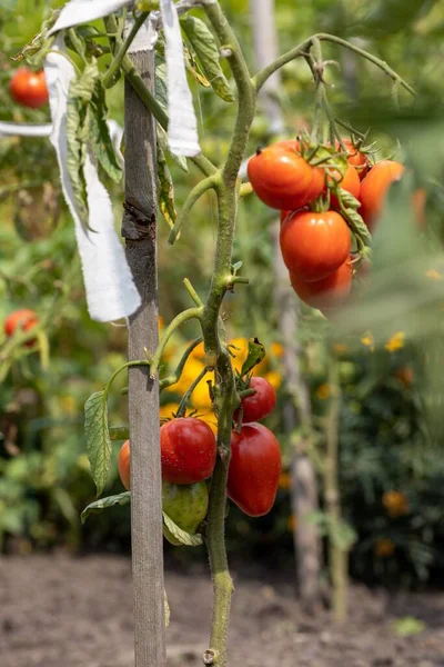 ブッシュの上の新鮮な自然 有機赤と緑のトマトは 庭で成長します — ストック写真