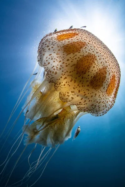 Medúza Napfény Felszíni Háttér — Stock Fotó