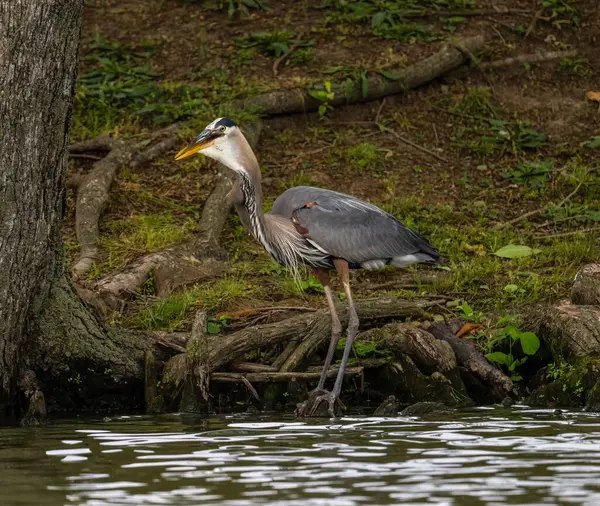 Great Blue Heron Standing Shore Water Forest — Stock Photo, Image