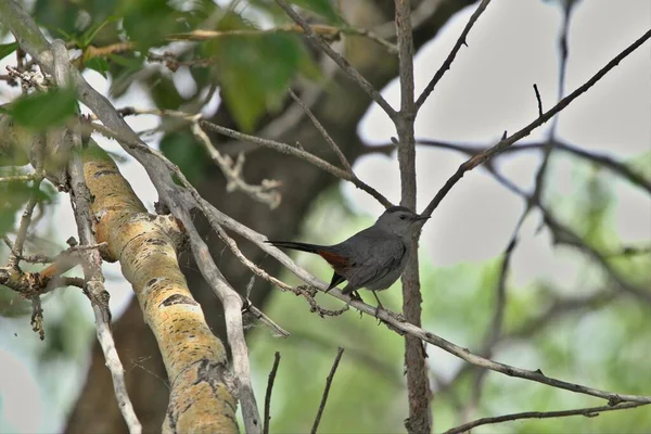 Крупним Планом Сірий Птах Dumetella Carolinensis — стокове фото