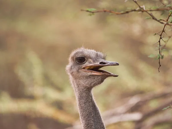 Portraits Different Angles Sympathetic Female Ostrich — Stock Photo, Image