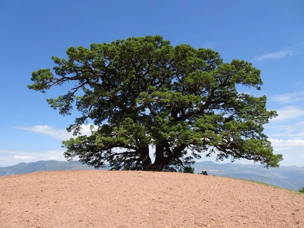 Снимок Низкого Угла Большого Зеленого Дерева Коричневом Холме — стоковое фото