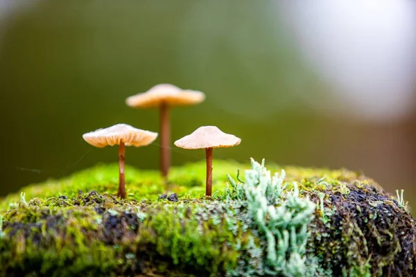 Selective Focus Shot Fungus Growing Mossy Tree — Stock Photo, Image