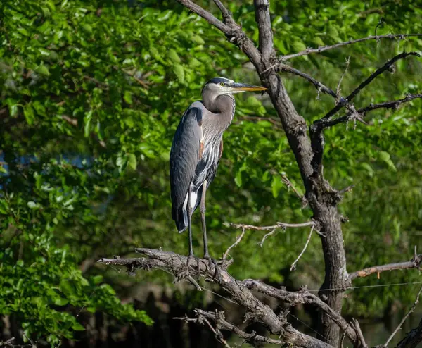 Primer Plano Vertical Una Hermosa Garza Azul Pie Sobre Árbol — Foto de Stock