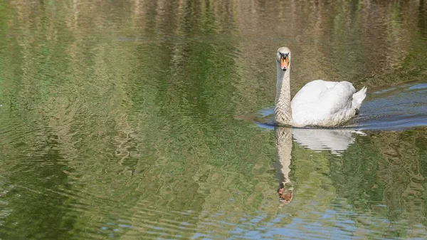 Schöne Aufnahme Eines Schwans Einem See — Stockfoto