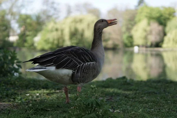 Primer Plano Ganso Greylag Anser Anser Orilla Con Pico Abierto — Foto de Stock