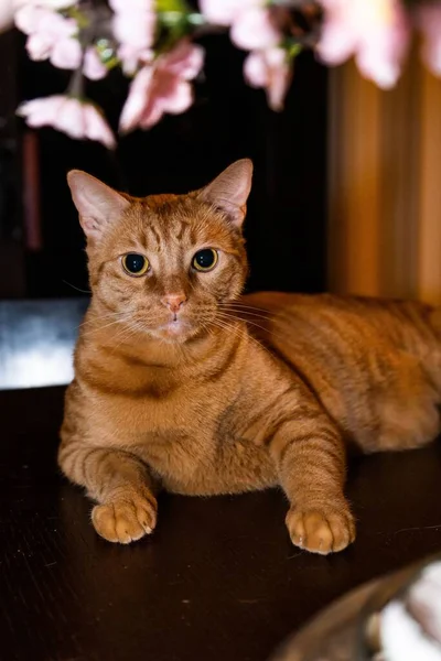 Ένα Κάθετο Πορτραίτο Μιας Αξιολάτρευτης Κοκκινομάλλας Γάτας Οπτική Επαφή Την — Φωτογραφία Αρχείου