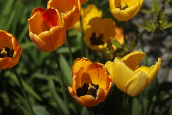 Sárga Tulipánok Közelsége Gyönyörű Tavaszi Virágok — Stock Fotó