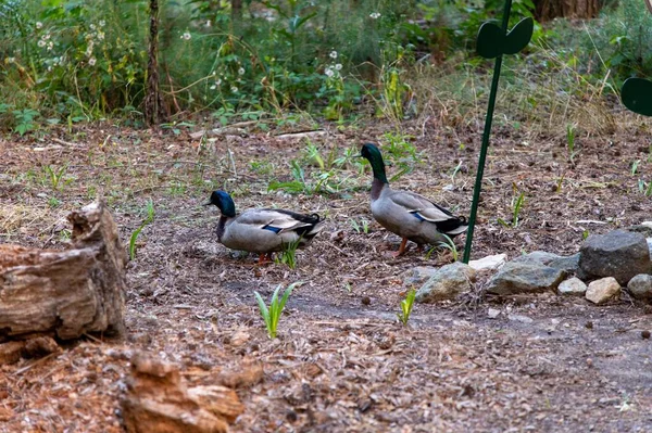 Två Lockfåglar Med Gröna Huvuden Och Grå Fjädrar Strövar Naturen — Stockfoto
