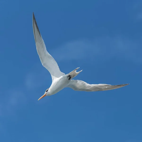 Royal Tern Thalasseus Maximus Flying Blue Sky Guadeloupe — Stock Photo, Image