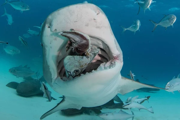 Žralok Plave Hledá Potravu Pod Vodou — Stock fotografie