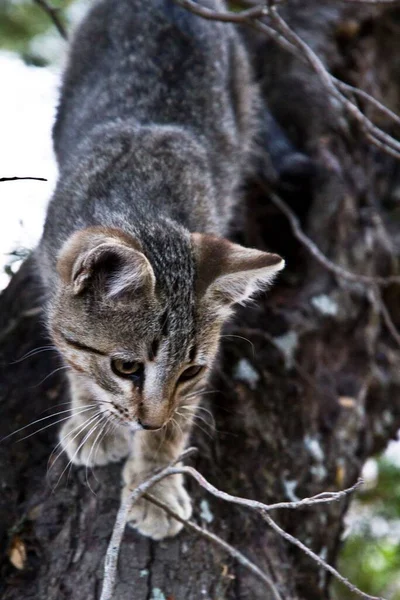 Μια Γκρίζα Γάτα Στέκεται Στο Κλαδί Του Δέντρου — Φωτογραφία Αρχείου