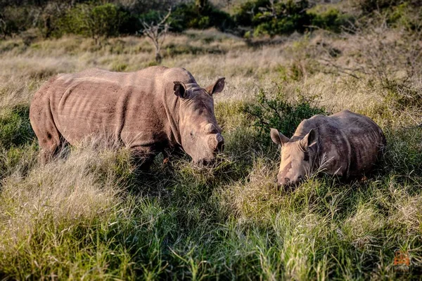 Priveliște Pitorească Unui Rinocer Copilul Său Pășunând Iarbă Verde — Fotografie, imagine de stoc