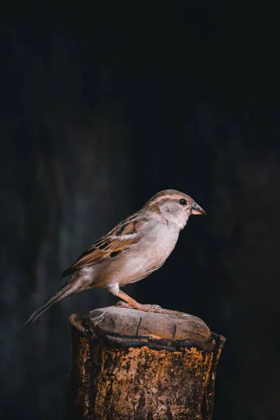 Ein Brauner Vogel Hockt Auf Einem Baumstamm — Stockfoto