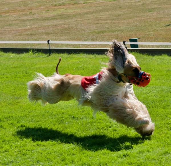 One Afghan Hound Racing Dog Participating Competition — Stock Photo, Image