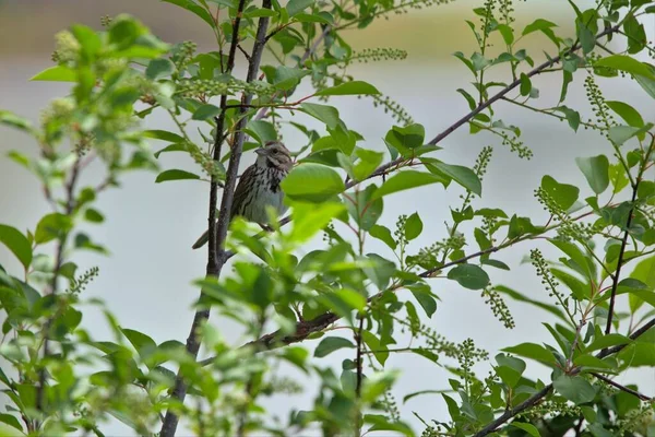 一只歌雀在一棵绿树上的特写 Melospiza Melodia — 图库照片