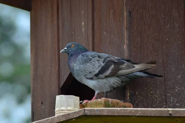 Gros Plan Pigeon Sauvage Perché Sur Une Clôture Bois — Photo