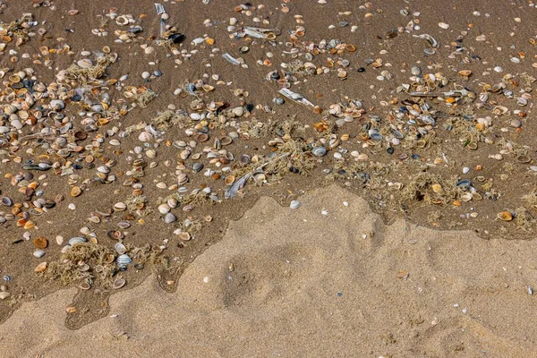 一个由空壳和海藻组成的特写镜头被风浪冲刷到了沙滩上 — 图库照片